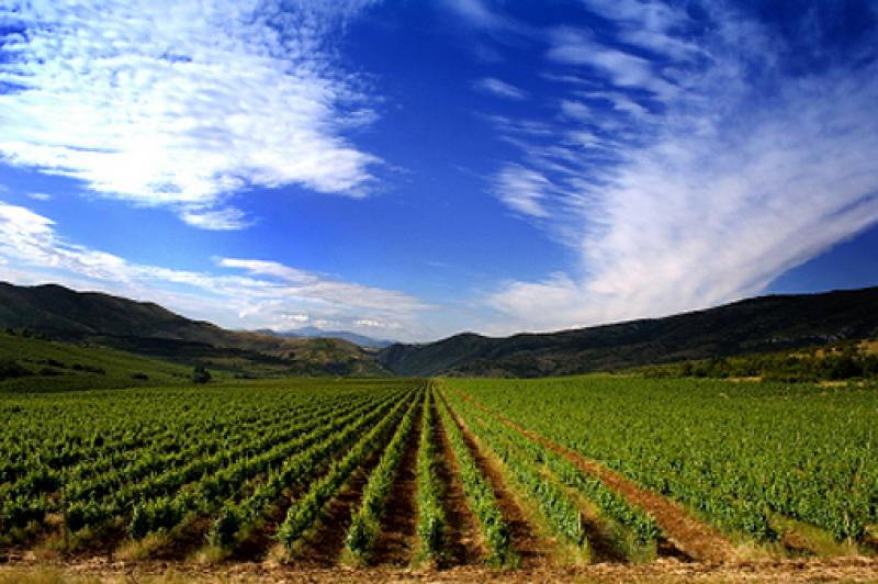 Seguros para explotaciones agrícolas